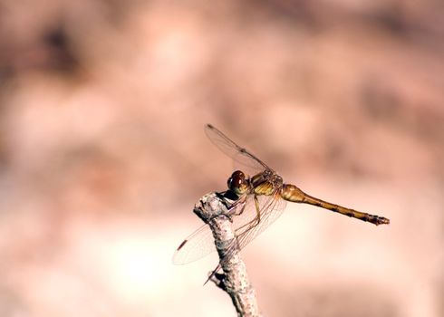 Dragonfly perched on a twig in the woods.