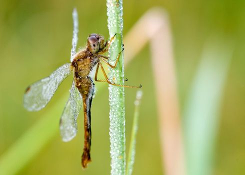 A dew covered dragonfly perched on a plant stem.