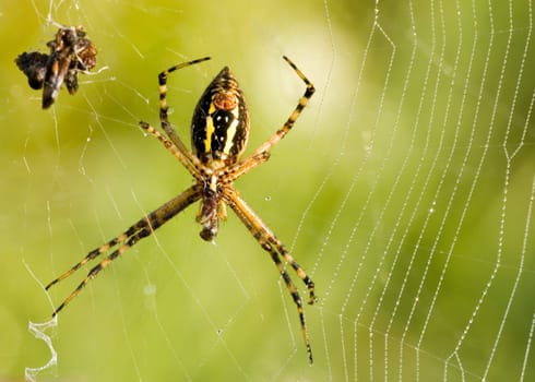 A garden spider eating its prey on the web.