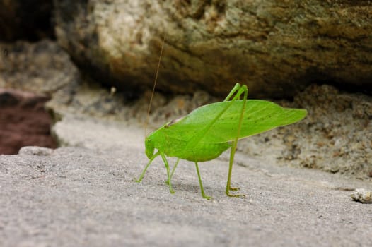 A close-up macro shot of a green katydid.