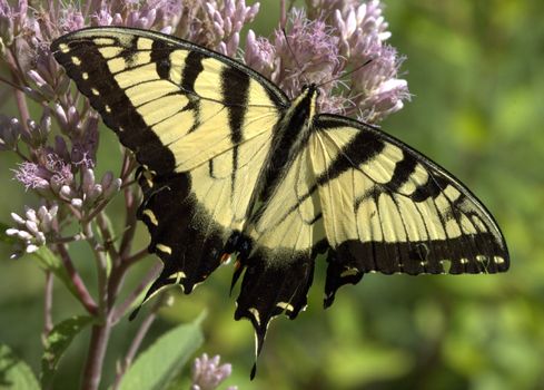 An eastern tiger swallowtail butterfly perched on a flower.