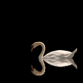 White swan with reflection sailing in a sea of black