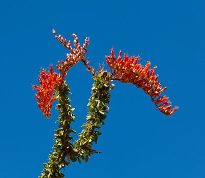 Appears dead through most of the year and flowers after rain in Anza Borrego desert