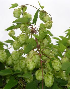 Flowers and leaves of wild hop (Humulus lupulus)