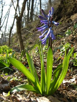 Garden hyacinth in bright sun light in spring