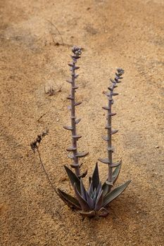 Small unusual cactus plant growing from the sand in the Torrey Pines desert state park near San Diego