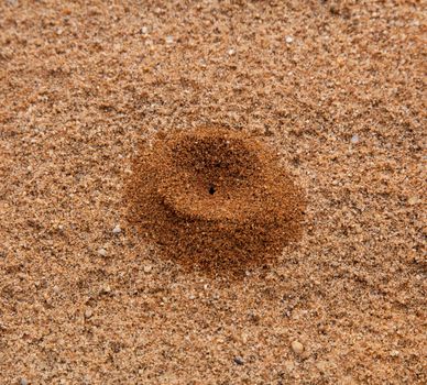 Ant hill created in sand and forming a volcano like structure