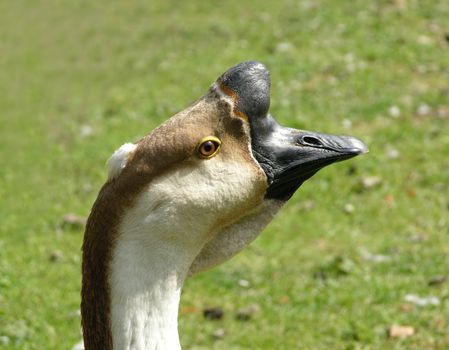 Knob goose
