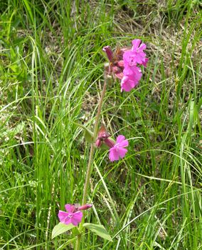 Flowers of Red Campion Silene dioica on road verge