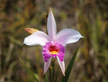 Tropical orchid in Malaysia