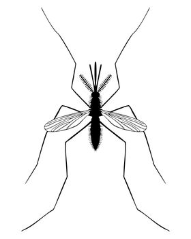 Midge