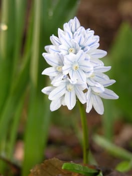 Flower of the garden plant Puschkinia