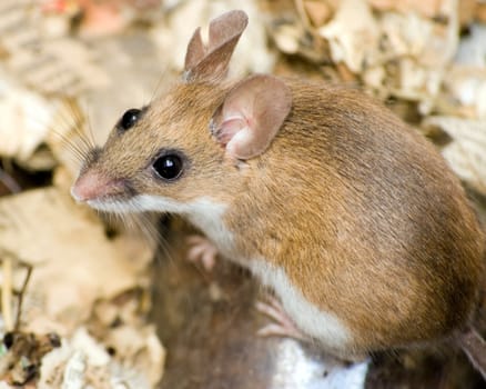A close up of a field mouse.