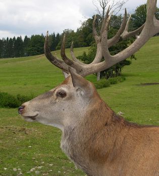 Close-up of a red deer in front of meadows and forests