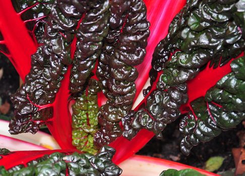Red mangold