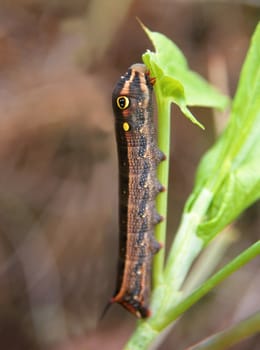 Tropical caterpillar in La Reunion