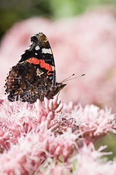 Butterfly Red Admiral in side angle view and with closed wings getting nectar from gravel root flowers in summer