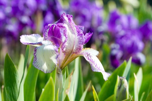 close-up iris flower on field