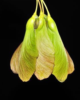 A group of early spring maple tree seeds.