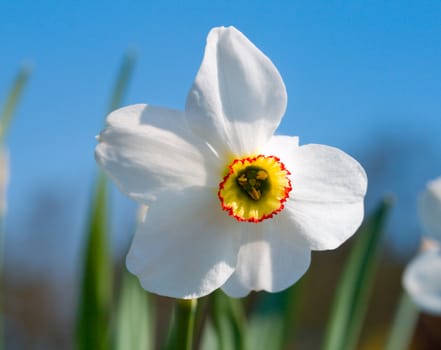 close-up single white narcissus on blue sky backgrounds