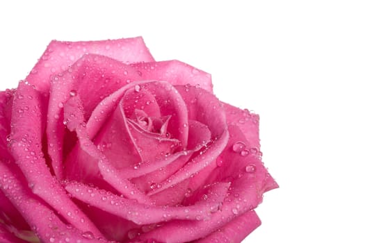 close-up part of pink rose with water drops, isolated on white