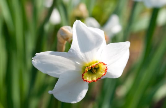 close-up single white narcissus on nature backgrounds