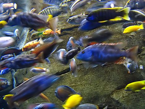 A photograph of fish in an ocean.