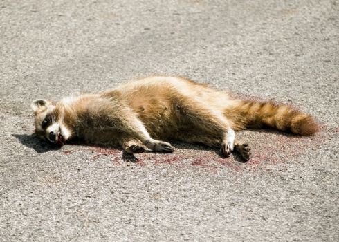 A dead raccoon in the middle of the road.