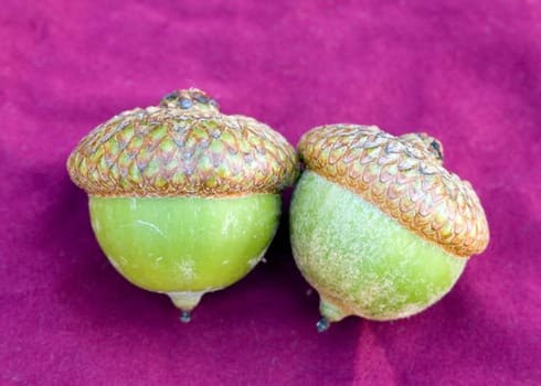 A close-up of two green acorns from an oak tree.