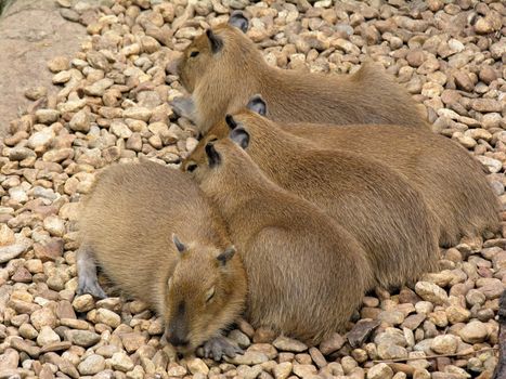 A group of capybara rodents in captivity.