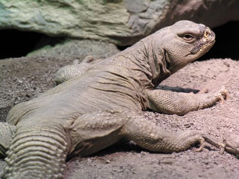 An Egyptian spiny-tailed lizard from the rear.          