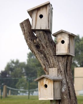 Three bird houses on a tree stump.