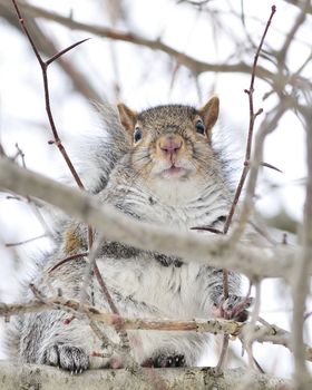 A gray squirrel perched in a tree.