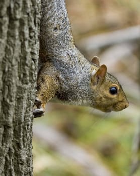 Grey squirrel perched on a tree limb.