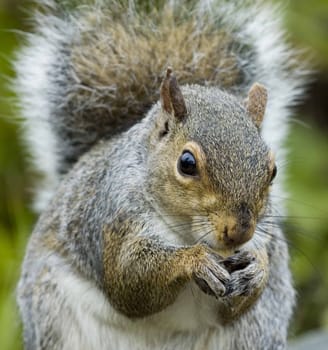 An eastern grey squirrel eating a peanut