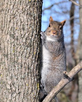 A gray squirrel perched on a tree trunk.