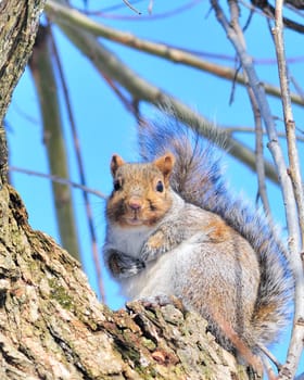 A gray squirrel perched on a tree.