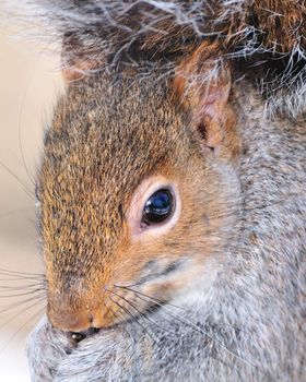 A gray squirrel close-up head shot.