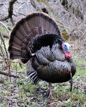 Strutting male wild turkey displaying in the spring mating season.