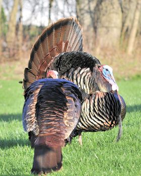 Strutting male wild turkey displaying in the spring mating season.