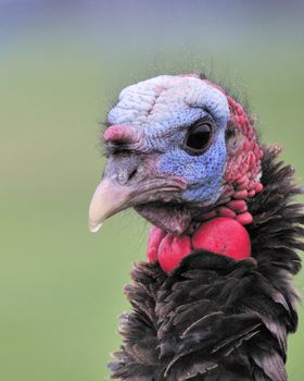 Close-up head shot of a male wild turkey in the rain.