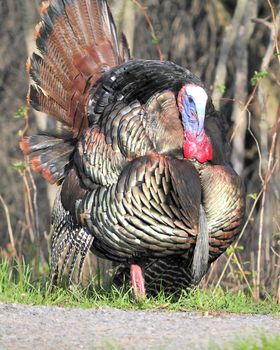 Strutting male wild turkey displaying in the spring mating season.