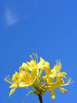 Rododendron flowers and blue sky