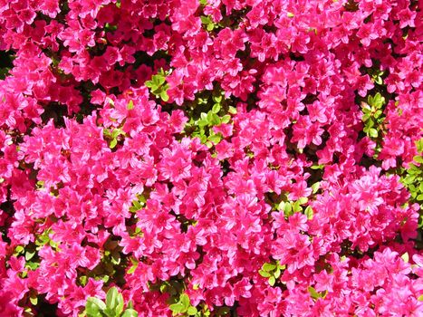 Rhododendron flowers