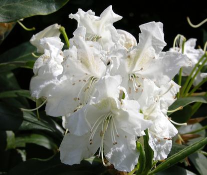 Rhododendron flower