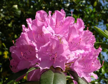 Rhododendron flower