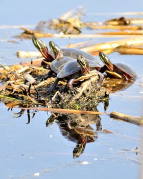 A group of four painted turtles perched on a log.