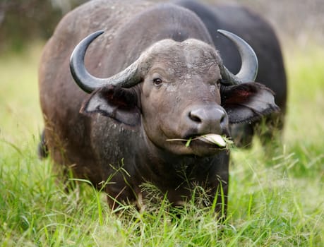 Portrait of and African or Cape buffalo (Syncerus caffer) cow near Crocodile Bridge, Kruger National Park, South Africa.