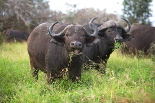 African or Cape buffalo (Syncerus caffer) cow and bull near Crocodile Bridge, Kruger National Park, South Africa.