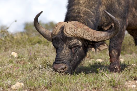 African or Cape buffalo (Syncerus caffer) bull grazing in the Addo Elephant National Park, South Africa.